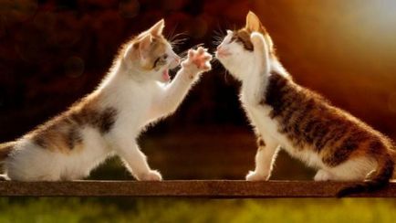 Motivele pe care ar trebui să cumpere oa doua pisică (pisoi cumpăra un animal de companie) Motivele pe care ar trebui să cumpere oa doua pisică