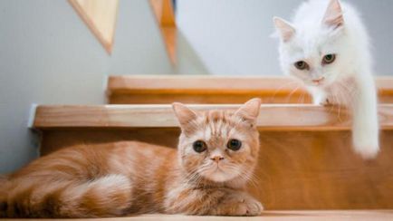 Motivele pe care ar trebui să cumpere oa doua pisică (pisoi cumpăra un animal de companie) Motivele pe care ar trebui să cumpere oa doua pisică