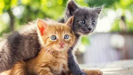 Motivele pe care ar trebui să cumpere oa doua pisica (a doua) Motivele pe care ar trebui să cumpere oa doua pisică