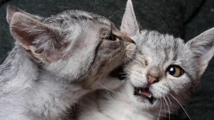Motivele pe care ar trebui să cumpere oa doua pisică (pisoi cumpăra un animal de companie) Motivele pe care ar trebui să cumpere oa doua pisică
