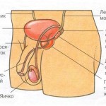 Cauzele bolilor de prostată