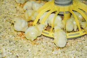 Prepararea hranei pentru găinile ouătoare cu sfaturi mâinile lor