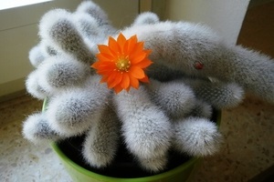 Sign - cactus înflorită