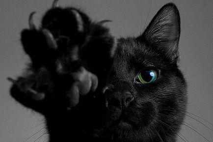 Credinte si superstitii despre pisica neagră (semne) Credinte si superstitii despre pisica neagra