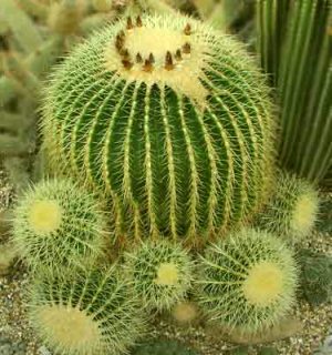 Semne despre cactus