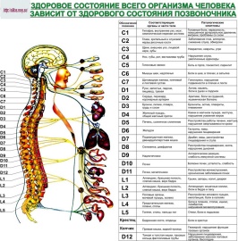 Coloanei vertebrale probleme ale omului și influența sa asupra organismului