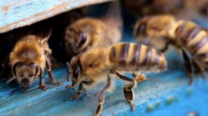 Tratamentul profilactic și tratamentul după iernare albine primăvară