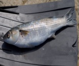Profil de pește - chefal, prinderea chefal, pește satin, pescuit în Ucraina