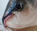 Profil de pește - chefal, prinderea chefal, pește satin, pescuit în Ucraina