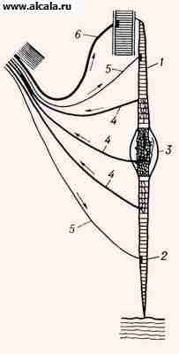 Proprioreceptorii Enciclopedia TSB