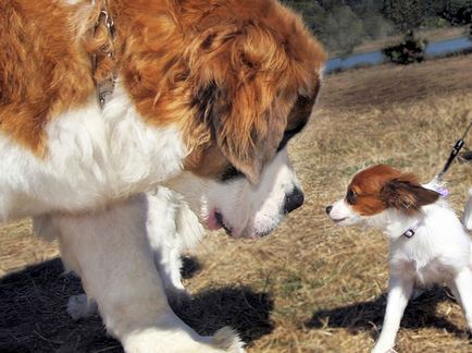 Despre câini și domesticirii lor umană