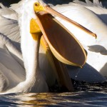 pelicanul Bird - descriere, imagine - lumea animală