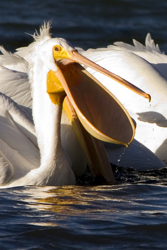 pelicanul Bird - descriere, imagine - lumea animală