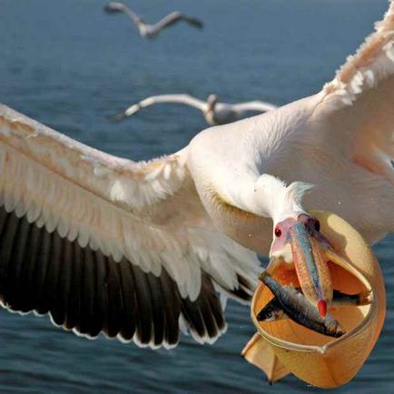pelicanul Bird - cele mai neobișnuite și uimitoare muștele de păsări foarte bine, se arunca cu capul rău, grațios