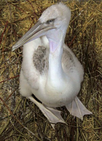 pelicanul Bird - cele mai neobișnuite și uimitoare muștele de păsări foarte bine, se arunca cu capul rău, grațios