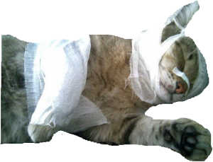 Rana din pisica - cum să rapid proces - bandaj lichid va ajuta orașul pisicilor