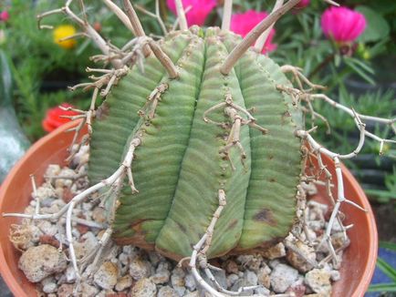 Tipuri de Euphorbia comune (milkweed)