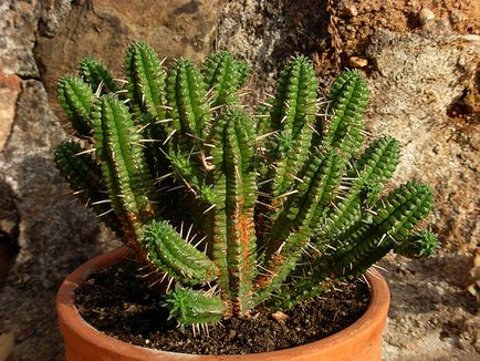 Tipuri de Euphorbia comune (milkweed)