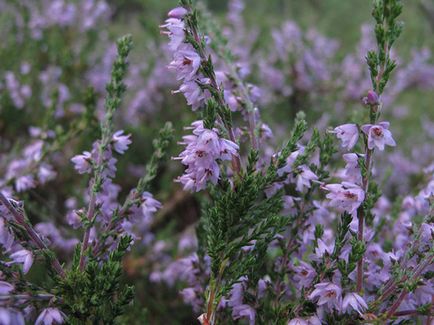 plantă Heather - plantare și îngrijire, fotografie buruiană, buruiană în creștere din semințe; tipuri și proprietăți