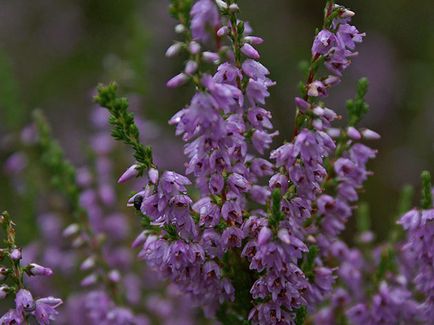 plantă Heather - plantare și îngrijire, fotografie buruiană, buruiană în creștere din semințe; tipuri și proprietăți