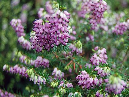 plantă Heather - plantare și îngrijire, fotografie buruiană, buruiană în creștere din semințe; tipuri și proprietăți