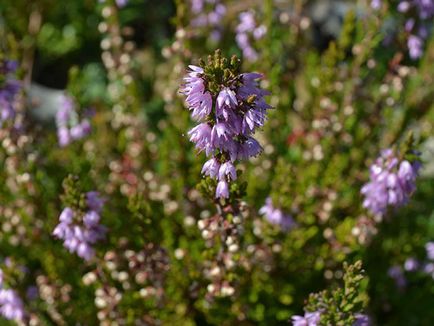 plantă Heather - plantare și îngrijire, fotografie buruiană, buruiană în creștere din semințe; tipuri și proprietăți