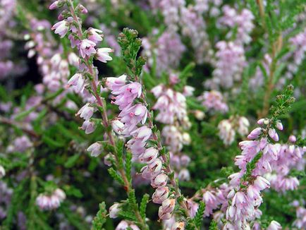 plantă Heather - plantare și îngrijire, fotografie buruiană, buruiană în creștere din semințe; tipuri și proprietăți