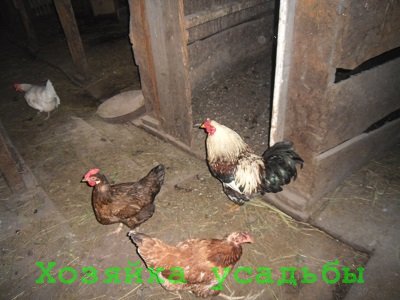 hrănirea rațională a găinilor ouătoare la domiciliu