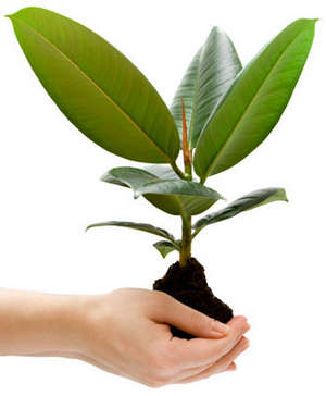 Reproducerea Ficus în (Ghidul video) la domiciliu și îngrijirea follow-up