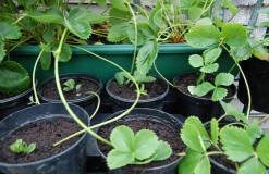Reproducere căpșuni mustață de vară