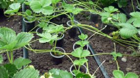 Reproducere căpșuni mustață de vară
