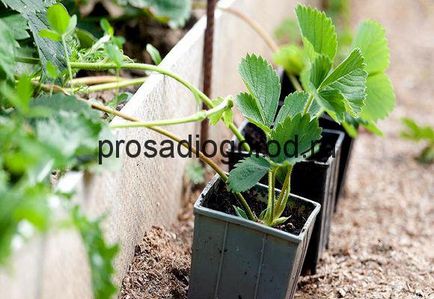 Reproducere căpșuni mustață de plantare corectă în primăvara și toamna, clipuri video și fotografii