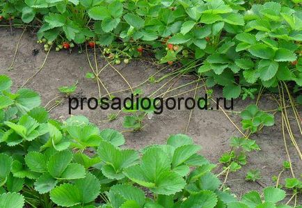 Reproducere căpșuni mustață de plantare corectă în primăvara și toamna, clipuri video și fotografii