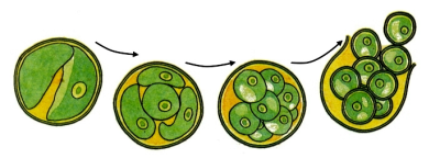 plante cu spori inferioare de reproducere (alge)