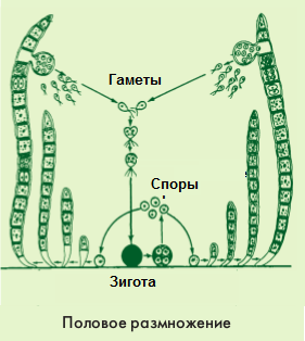 plante cu spori inferioare de reproducere (alge)