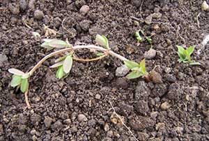 Reproducerea cum să se propage grădină caprifoi butași de caprifoi comestibile în primăvară din tufiș,