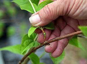 Reproducerea cum să se propage grădină caprifoi butași de caprifoi comestibile în primăvară din tufiș,