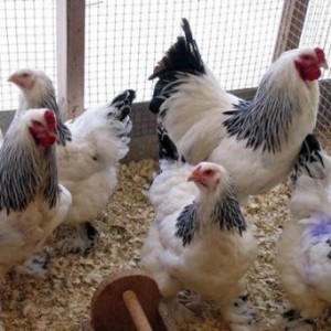 întreținere găini de reproducție și de îngrijire la domiciliu