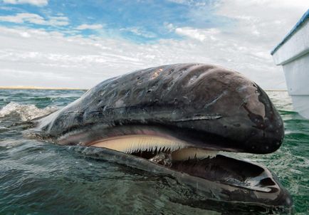 Riscându-și viața lor, ei s-au grabit la salvarea unei balene moarte