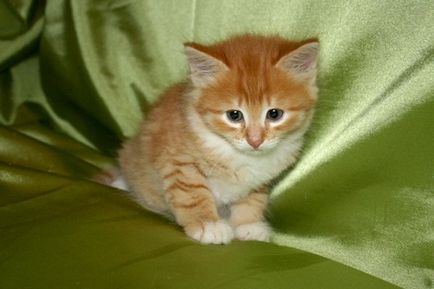 Pisica roșie în casa - aceasta este o bucată de soare, una dintre doamne - revista pentru femei