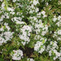 Negru chokeberry proprietăți utile și contraindicații (chokeberry Aronia)