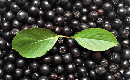 Negru chokeberry proprietăți utile și contraindicații (chokeberry Aronia)