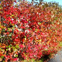 Negru chokeberry proprietăți utile și contraindicații (chokeberry Aronia)