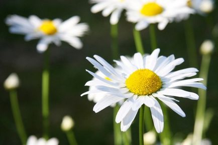 Gradina de instruire video de pe Daisy în creștere propriile lor mâini, caracteristici de plantare, îngrijire, fotografie