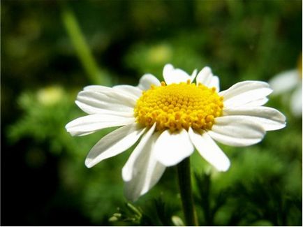 Gradina de instruire video de pe Daisy în creștere propriile lor mâini, caracteristici de plantare, îngrijire, fotografie