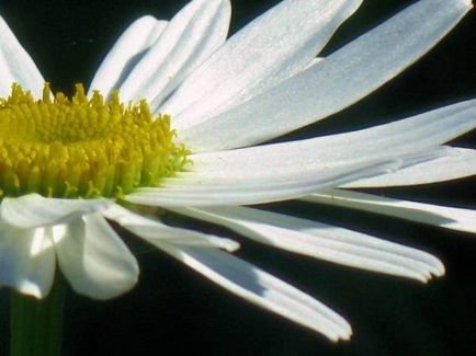 Gradina de instruire video de pe Daisy în creștere propriile lor mâini, caracteristici de plantare, îngrijire, fotografie