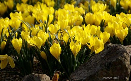 plantare de flori de grădină și de îngrijire, cultivare, reproducere, descriere, fotografie