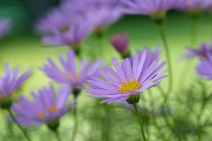 plantare de flori de grădină și de îngrijire, cultivare, reproducere, descriere, fotografie