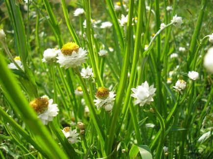 plantare de flori de grădină și de îngrijire, cultivare, reproducere, descriere, fotografie