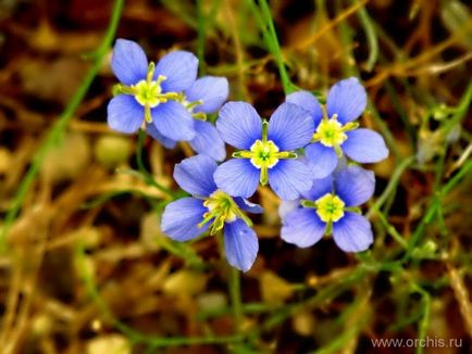 plantare de flori de grădină și de îngrijire, cultivare, reproducere, descriere, fotografie